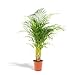 Produktbild Hello Plants XXL Areca Palm Goldpalme/Dypsis Lutescens 130cm hoch, 24Ø - Große Zimmerpflanzen - Tropische Palme - Luftreinigungsanlage - Frisch aus der Gärtnerei