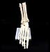 Human Foot Skeleton Model on Base, Foot Bone,Life Size, for Science Classroom Study Display Teaching Medical