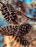 Natural Decorative Elements: Hand-selected pine cones harvested from healthy pine trees, providing authentic rustic charm for seasonal displays, table centerpieces, wreaths, and home décor arrangements Craft-Ready Material: Approximately 10 hand-size...
