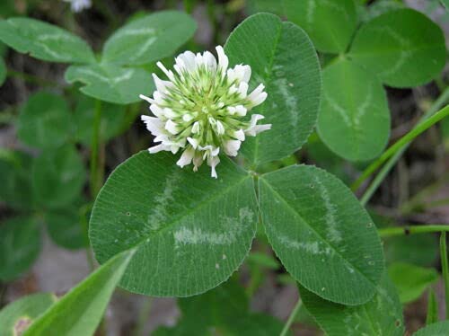 100 Seeds Clover - Mix Trifolium Repens (White) & Pratense (Red)