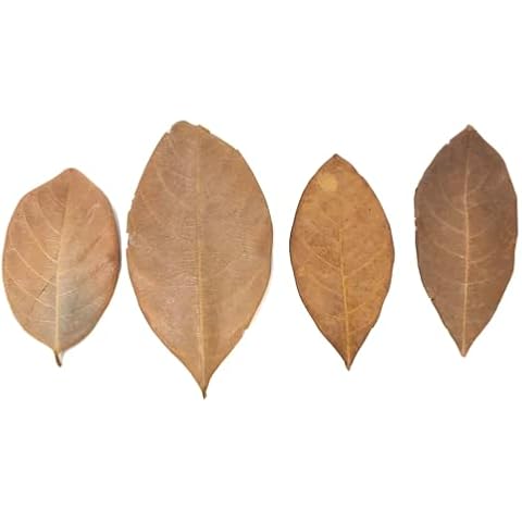 Aquatic Arts Jackfruit Leaves (15PK) Cover