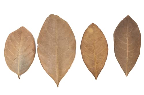 Aquatic Arts Jackfruit Leaves (15PK)