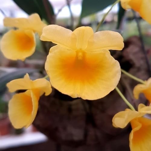 Orquídea Dendrobium Agregatum Plantas Adultas Flores Amarelo Ouro Exótica Rara