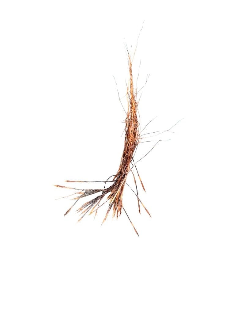 Original Raj Mohini Jadi (25 Pieces) | Raj mohini Jad for Vashikaran Mantra Siddhi Puja, Tantra & Spiritual Sadhana | Rare Sacred Vashikaran jadi Herbal Puja Item-image-20