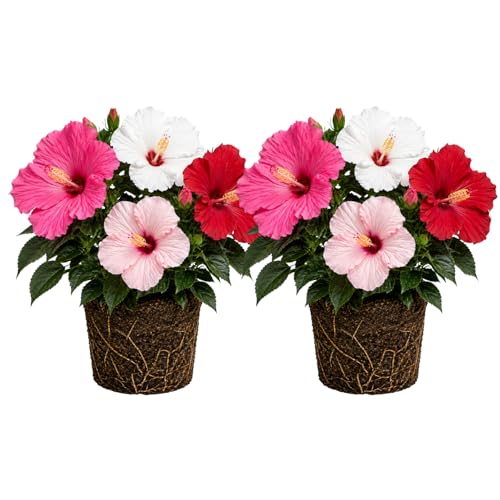 Set 2 Hardy Hibiscus Plants Live, Perennial Hibiscus Flower Trees 5-9 Inches, Outdoor Garden Planting - Mixed Hibiscus
