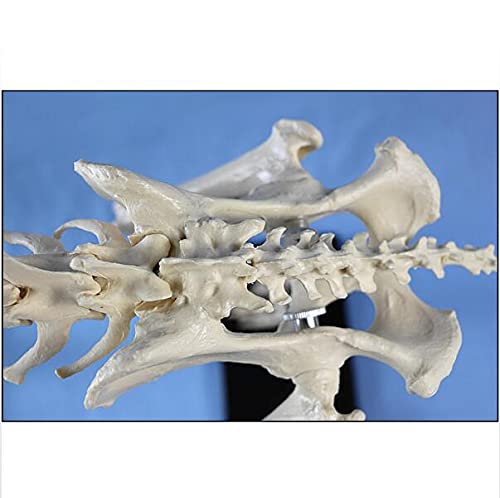 Hundeskelett Modell für Bildungszwecke Anatomisches Tier-Skelett