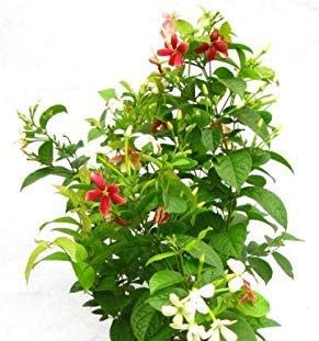 Anuraj farms Jasmine Rangoon High Fragrance Creeper Live Flower Plant Madhumalati - (Rangoon Creeper Flower) - 1 Plant -Climbing - Decorative Madhabilata Flower Plant