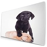 labrador welpen braun nrw GLATTE OBERFLÄCHE: Glatte Oberfläche für optische Mäuse, kein Überspringen, sorgt für schnelle, reibungslose Bewegungen bei gleichzeitiger Beibehaltung von Geschwindigkeit und Kontrolle während des Spiels, verbessert die Verfolgung von Mausbewegungen, ideal für große Bildschirme.