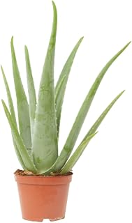 Verdecora Aloe Vera Planta Natural Maceta Ø14cm