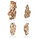 FISCAPE 2-6 Inches Natural Dragon Stone 4 PCS Aquarium Rocks for Aquascaping, Aquarium Landscaping, Terrariums, Fish Tank Decoration, Vivariums, Paludarium, Reptile and Amphibian Enclosures