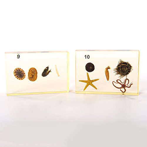 Image of W99319 Animal Kingdom Collection Case of 12,Grade: 1 to 12, 5 inch Height, 15.5 inch Wide, 18.5 inch Length