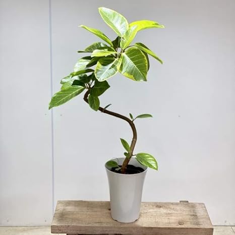 Amazon Co Jp おしゃれ 観葉植物 フィカス アルテシーマ 曲 プラポット ホーム キッチン Amazon Co Jp おしゃれ 観葉植物 フィカス アルテシーマ 曲 プラポット ホーム キッチン