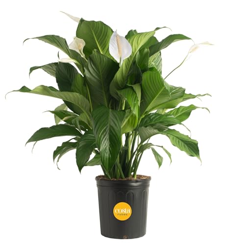Costa Farms Spathiphyllum Peace Lily Live Indoor Plant, 3-Foot