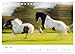 Horses Gone by the Wind (Desk Calendar 2026 DIN A5 Landscape), CALVENDO Monthly Calendar: Poetic and Artistic Horse Photography