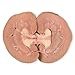Carolina's Perfect Solution Sheep Kidney for Dissection, 1 per bag