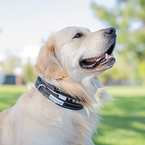 Shed Defender Mag-Snap Dog Leash 5 Ft. Wearable Magnetic Leash, Designed In The Usa, Attaches To Any Collar, Two Padded Traffic Handles, Dual Layer Thickness, Heavy Duty, Medium, Large Breed (Black) #TOP2