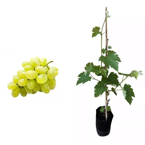 AMK Jardinagem e Paisagismo, Muda de Uva Branca 50 a 80cm AMK - Plantas Online