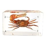 Chestnut-YX Conformation du Presse-Papier de Bureau de taxidermie Animale de spécimen de Crabe violoniste 73x41x24mm
