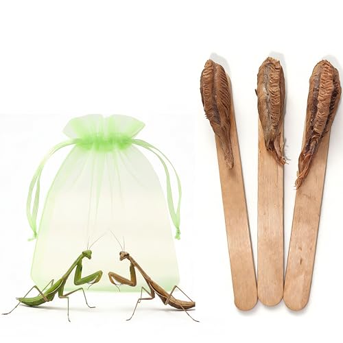Carolina Praying Mantis Egg Case on a Wooden Stick (Three Eggs)