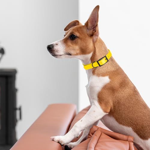 Image of Dogline Biothane Waterproof Dog Collar Strong Coated Nylon Webbing with Black Hardware Odor- Proof for Easy Care Easy to Clean High Performance Fits Small Medium or Large Dogs, Lemon Yellow
