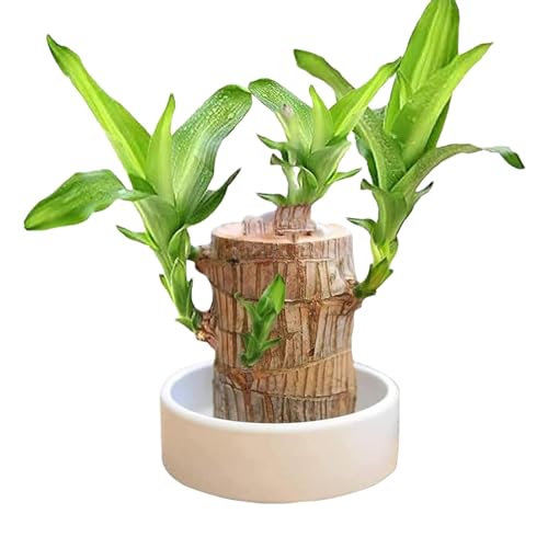 Brazil Lucky Wood, Sprouting Lucky Bamboos Wood, Hydroponic Potted Stump Plant, Brazilian Wood With Ceramic Pot,Brazilian Wood Kit Hydroponic Plant Decor For Entryway, Cafe