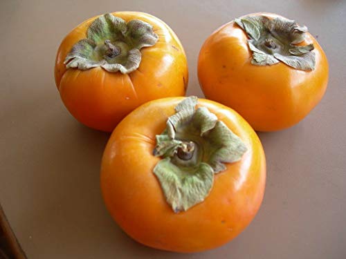 Persimmon Tree Diospyros Fruit Jocad (5 Seeds) #TOP7