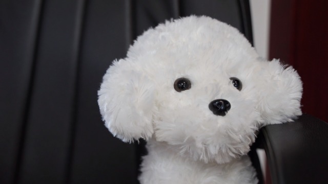 Watch Realistic Toy Poodle White on Amazon Live