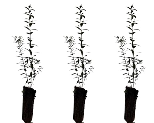 3 Plantas natural Myrtus Comunnis. Mirto. 20-30 cm. En cepellón listos para plantar. Aromática, resistente, atrae polinizadores, ideal para setos, mejora suelos y tiene usos medicinales.