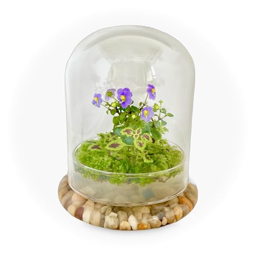 Bloomify Glass Dome 5.7" x 5.7" x 6.7" Premium Anti-Fog Coating Glass Cloche Bell Jar. Container only. Perfect for Home Decor, Tabletop Display.