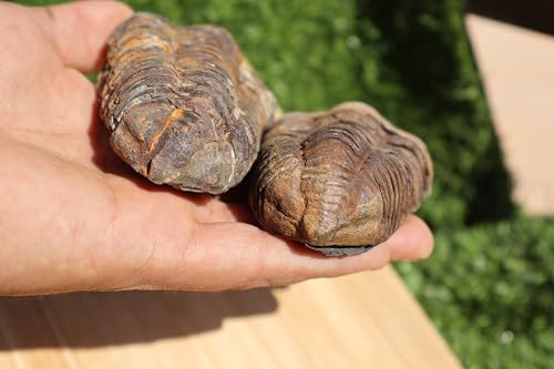 Image of 2PCS Calymene Trilobites Flexicalymene Ordovician Fossil Trilobites A5