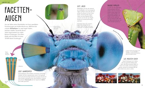 Anatomie der Tiere: Das geheimnisvolle Innenleben unter Fell, Federn und Schuppen. Tieranatomie großartig visuell aufbereitet. Für Kinder ab 7 Jahren