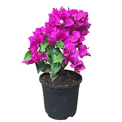 Arbusto Natural - Buganvilla - Planta de Exterior Fácil de Cuidar