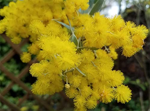 Hterdr Acacia Farnesiana 100+ Seed Acacia Karroo Sweet Thorn (Vachellia Karroo) Tree Seeds #TOP4