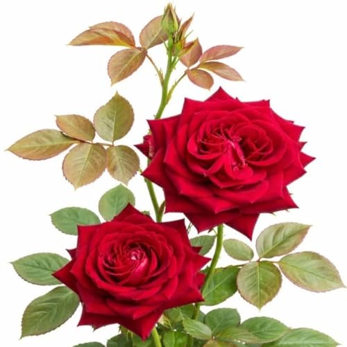 Couple&rsquo;s retreat #2 - Global impact prayer podcast