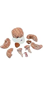 Amazon.co.jp: 脳表面の動脈の様子や脳底動脈を再現した脳模型，大脳2