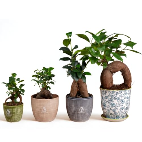 Ficus Ginseng Bonsai Tree – Live Baby Ficus Microcarpa in Nursery Pot – Indoor Plant for Home or Office – Perfect for Plant Lovers (7 cm Pot)