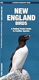 New England Birds: A Folding Pocket Guide to Familiar Species (Pocket Naturalist Guide Series)