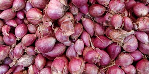 Golden Hills Farm Hybrid small shallot onion 300+ seeds (B096WHC71T) Amazon Price History, Amazon Price Tracker