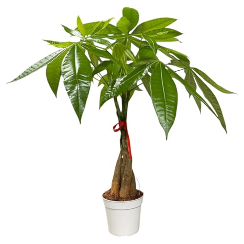 Image of Money Tree Live Indoor Plant | 14-22 Inches Tall Bonsai | Easy to Grow Houseplant | Home, Office, or Room Decor | Birthday, Housewarming Gift in 4 Inch Pot