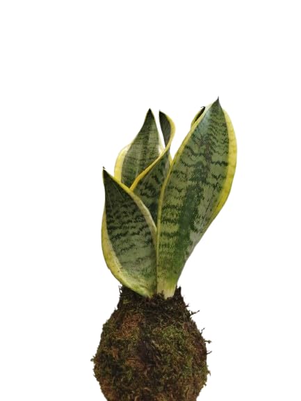 Sansevieria Trifasciata Laurentii en Kokedama – Decoración con Planta Natural – DECOALIVE