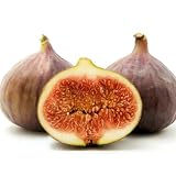What Fruit Trees Grow Best in Northwest Florida: Top Heat-Tolerant Picks 7 4130bFcCmTL. SL160
