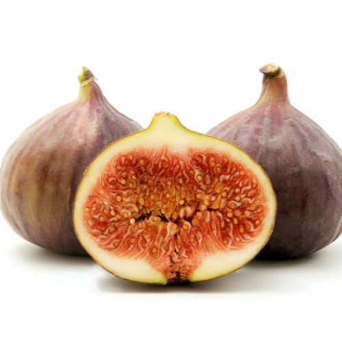Live Brown Turkey Fig Tree (5-9") - Ficus carica - Cold Hardy Zone 7-9 - Sweet Double Harvest Fruit - Reliable High Yield Outdoor/Indoor Container Plant - Self Pollinating