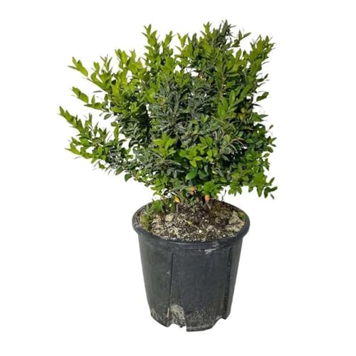 Resistente e Decorativo – Robusto contro il freddo e durevole nel tempo; fiorisce tra marzo e maggio aggiungendo un tocco naturale.