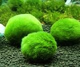 Cladophora 6 boules anti nitrates plante crevettes de 2/4 cm