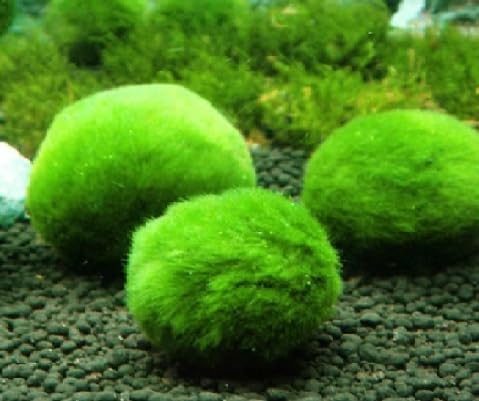 Cladophora Boules Anti Nitrates 2/4 cm