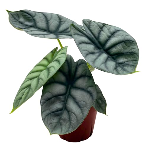 Alocasia Silver Dragon, Super Rare Jewel Alocasia, in 4 inch