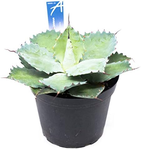 Amazon アガベ シーマニアーナポタトラム 希少植物 ラッピングしてお届け 鉢花 鉢植え フラワーギフト インテリアグリーン 観葉植物 サマーギフト 開店祝い 新築祝い 誕生日祝い Primeお急ぎ便 シーマニアーナポタトラム 5号鉢 花 観葉植物 フラワーギフト Amazon アガベ シーマニアーナポタトラム 希少植物 ラッピングしてお届け 鉢花 鉢植え フラワーギフト インテリアグリーン 観葉植物 サマーギフト 開店祝い 新築祝い 誕生日祝い Primeお急ぎ便 シーマニアーナポタトラム 5号鉢 花 観葉植物 フラワーギフト