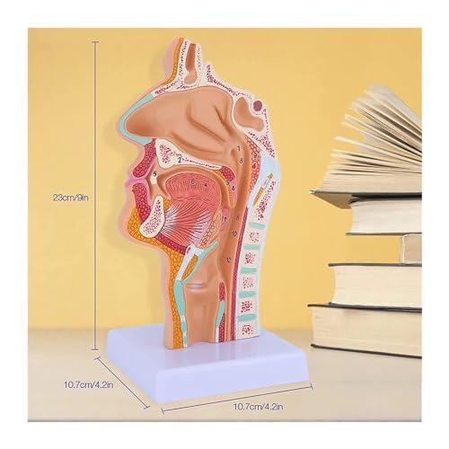 Modelo de garganta nasal a escala ampliada para visualización médica 3