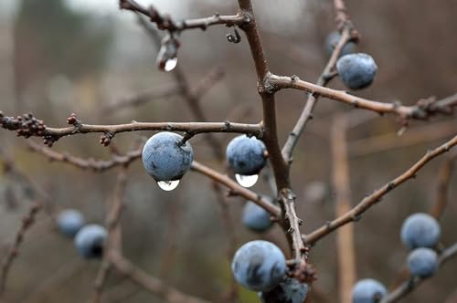 F&G Supplies Blackthorn Hedging Plants Bare Root Prunus Spinosa Native Trees Sloe Berries (Single - 10 Packs) (1, 2ft (60cm))