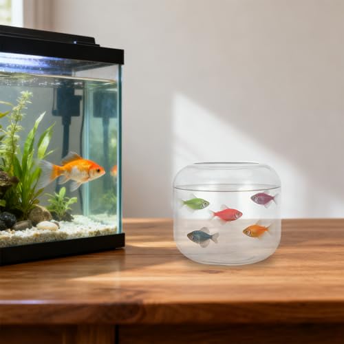 Acuario redondo de cristal que soluciona la falta de espacio con plantas de betta 7